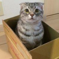 ペロペロ 会員画像