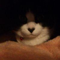 ねこがきねこえ 会員画像