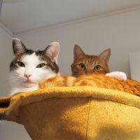 オレンジメガネさん