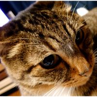 にゃんこみかん 会員画像