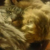 みゅうとちゃむ 会員画像