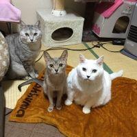 はらみたん 会員画像