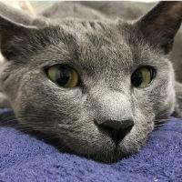 猫 病気 ケガ 病気全般 イボ痔 ネコジルシ