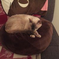 木天蓼 猫助 会員画像