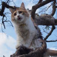 ふくとまつ 会員画像