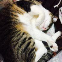 ねこ田23 会員画像