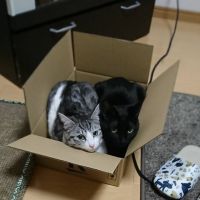 会員画像