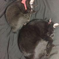 あやみまみ 会員画像