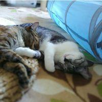 めろこの助 会員画像