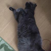 もここのすけ 会員画像