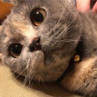 ウニたんたん 会員画像