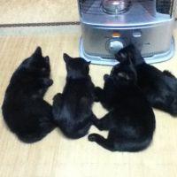 7にゃんこず 会員画像