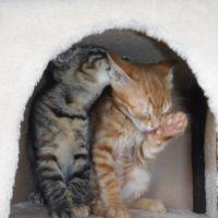 ごりえもん 会員画像