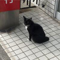 あやこすけ 会員画像