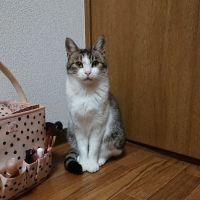 822azu 会員画像