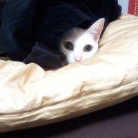 しろ猫のり 会員画像