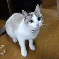 甲斐 しらたま 会員画像