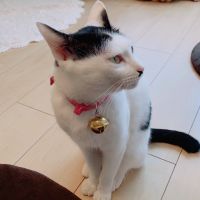 ちゃんくま 会員画像
