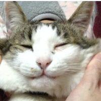 なな1号 会員画像