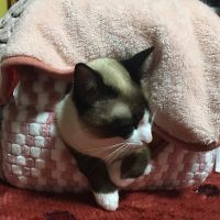 チョコ&ミント 会員画像