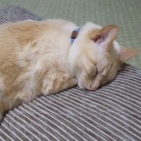 青… 会員画像