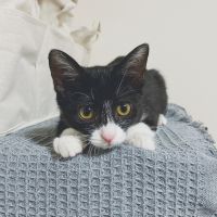 ちさぽんさん