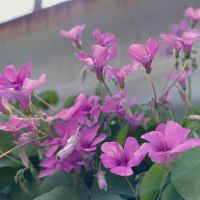 rionosuke 会員画像