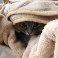 ねこ1000さん