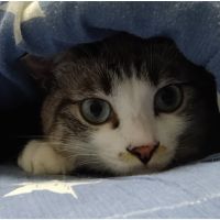 ジョーカーさん