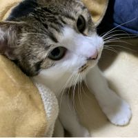 つくねっこ 会員画像