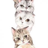 ねこまみた 会員画像