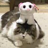 会員画像