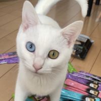 みこちゃん‪‪さん