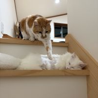 ニャンディーさん