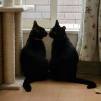 えのきときのことくまさん