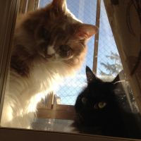 ねこの太郎 会員画像