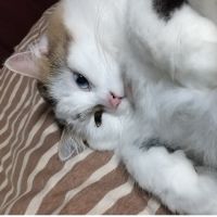 hal_aki 会員画像