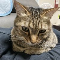 らぶとらちゃんさん