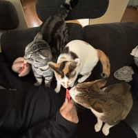 たまランぽこさん