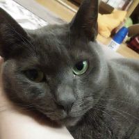 miegureさん