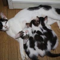 chikoai 会員画像