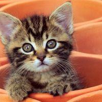 moka-jiji 会員画像