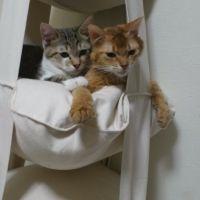 kotekoha 会員画像