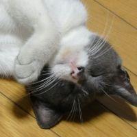 みゃーたろう 会員画像