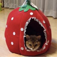 ちちり 会員画像