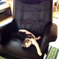 つっぽ 会員画像