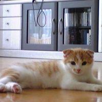 morocco 会員画像