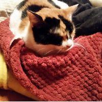 悪魔伝の七騎士 会員画像