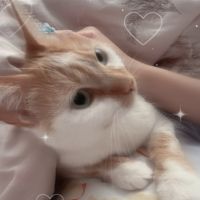 りんごねこさん