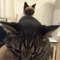 ねこOL 会員画像
